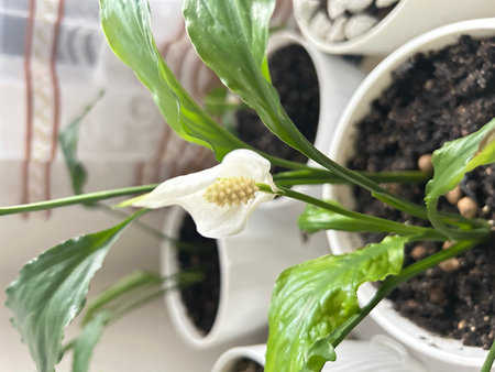 White Spathiphyllum flower in a pot on the windowsillの写真素材