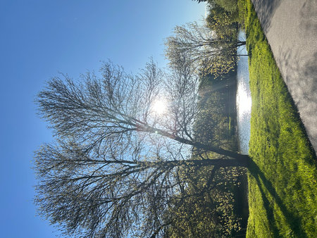 Trees in the park against the blue sky with sun rays.の写真素材