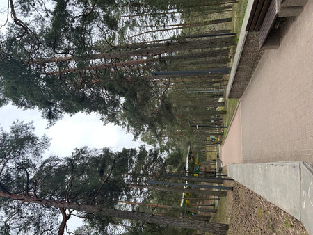 Pine trees in a park on a cloudy day. The view from the top.の写真素材