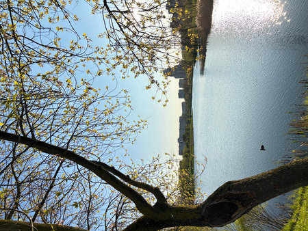 Reflection of trees in the lake. Spring in the city.の写真素材