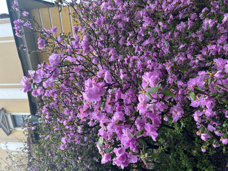 Azalea flowers in full bloom on a sunny spring day.の写真素材