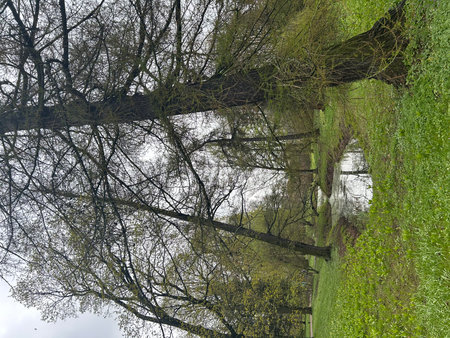 Reflection in the water of a weeping willow tree on a cloudy dayの写真素材