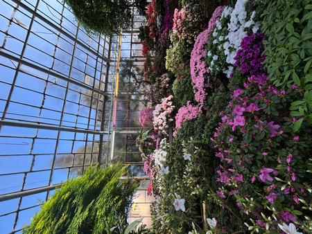 Beautiful flowers in the glass dome of the greenhouse. Floral backgroundの写真素材