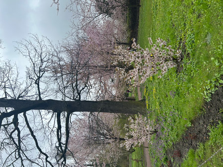 Cherry blossoms in full bloom in a park in spring.の写真素材