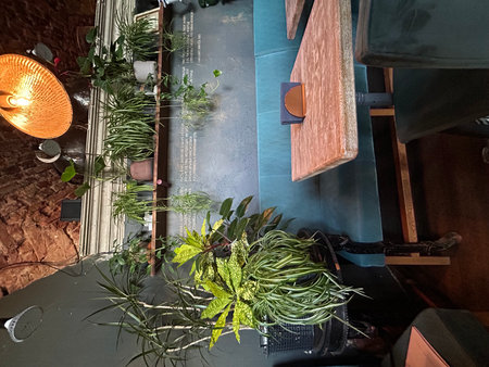 Interior of a restaurant with a lot of plants and decorations.の写真素材