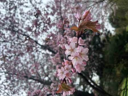 cherry blossom, sakura, cherry blossom in springの写真素材