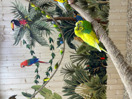 parrots on a tree branch in a zoo. Birds on a treeの写真素材