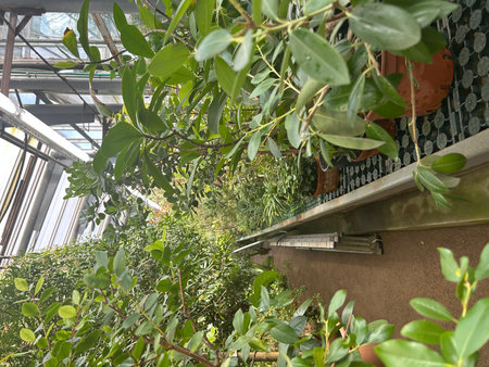 Plant in the greenhouse. Plant in the greenhouse. Green house.の写真素材