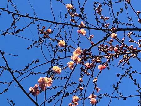 cherry blossom against blue sky, spring time, nature seriesの写真素材