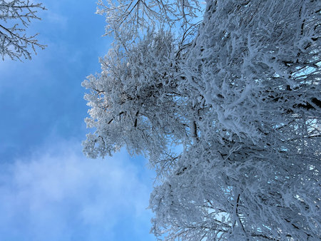 Winter landscape. Snow-covered branches of trees against the blue sky.の写真素材