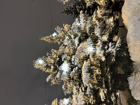christmas tree covered with snow at night, closeup of photoの写真素材