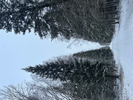 Pine trees covered with snow in the winter forest. Natural backgroundの写真素材