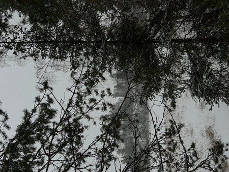 Reflection of trees in a puddle on a rainy day.の写真素材