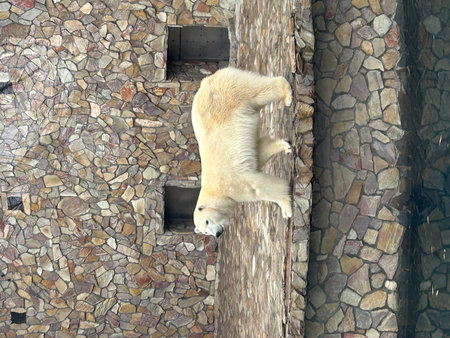 Polar bear climbing on the wall of the zoo. Animal theme.の写真素材