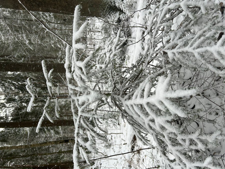 The branches of the tree covered with hoarfrost in the winter forestの写真素材