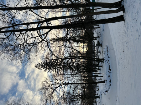 Trees in the snow on a background of blue sky with cloudsの写真素材
