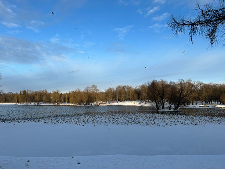 Winter landscape with frozen lake and birds on blue sky background, Russiaの写真素材