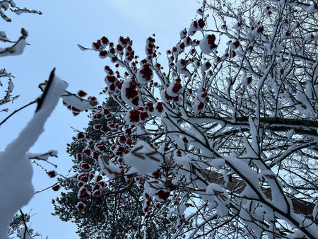 Branch of a rowan covered with snow against the blue skyの写真素材