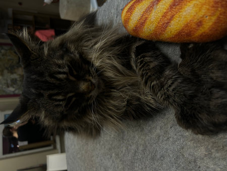 Siberian cat sleeping on a pillow in the living room.の写真素材