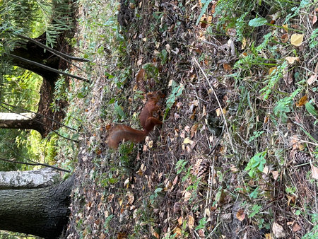 Squirrel climbing on a tree in the forest. Squirrel in the wild.の写真素材