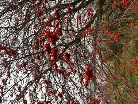 Red berries on the branches of a rowan tree in early spring.の写真素材