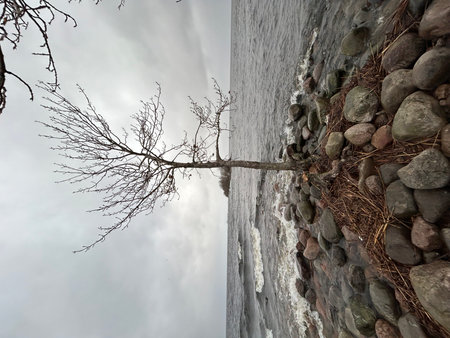 Dead tree on the shore of a frozen lake. Winter landscape.の写真素材