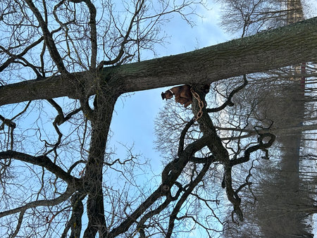 Tree felling in the city. The concept of natural disaster.の写真素材