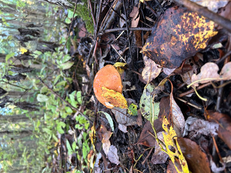 mushroom in the autumn forest on a background of fallen leavesの写真素材
