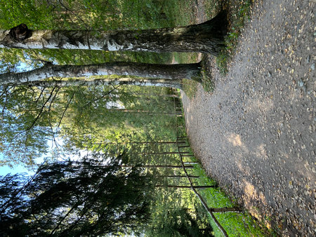 Hiking trail in the forest. Aerial view of the forest.の写真素材