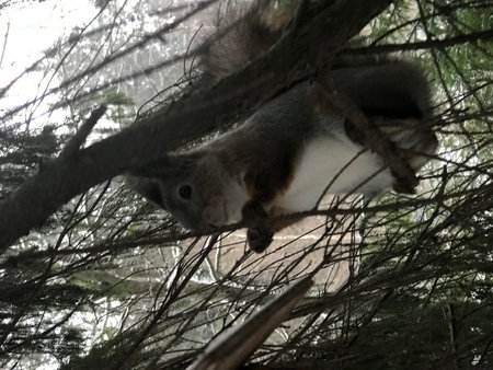 Squirrel in the forest. Squirrel in the forest. Squirrel in the forest.の写真素材