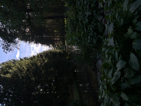 Reflection of the sun in the water of a green garden.の写真素材