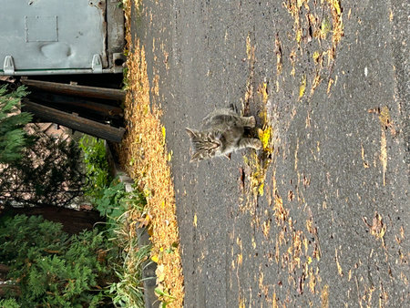 A cat climbs a wall in the city. The cat is looking for food.の写真素材