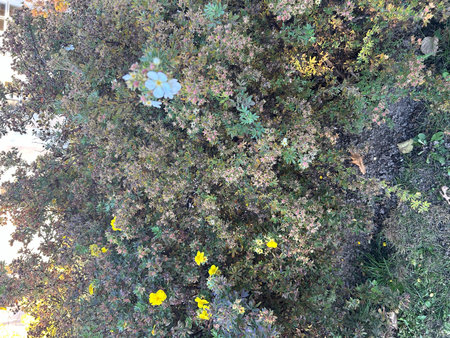 Beautiful yellow flowers in the garden. Natural background. Selective focus.の写真素材