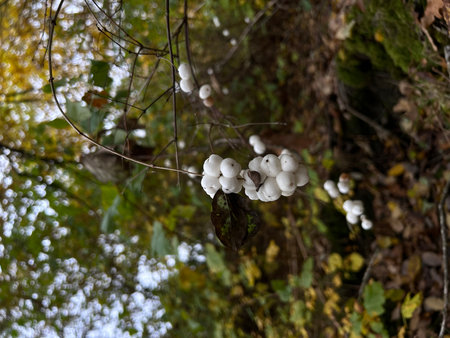 White mistletoe on a branch in the autumn forest, close-upの写真素材