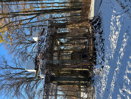 Trees covered with hoarfrost and snow against the blue skyの写真素材