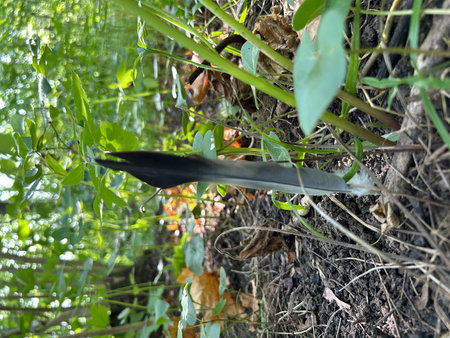 Close up of a knife stuck in a tree trunk in the gardenの写真素材