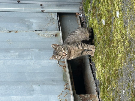 A cat climbs out of the house from a hole in the wall.の写真素材