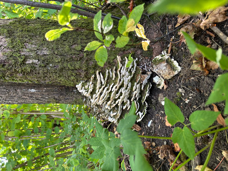 Mushrooms on the bark of a tree in the forest.の写真素材