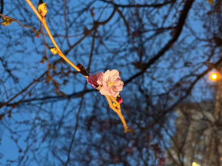 cherry blossom in spring with blue sky in the background.の写真素材