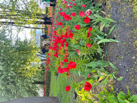 Red tulips in the garden. Spring landscape. Flowerbed.の写真素材