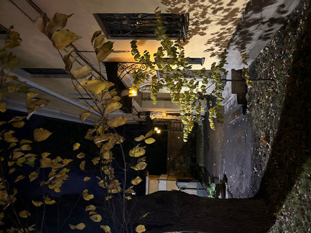 Alley of ginkgo trees in the city of Madrid, Spainの写真素材