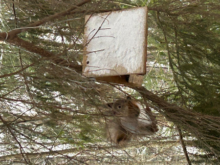A pair of squirrels in a birdhouse in a pine treeの写真素材