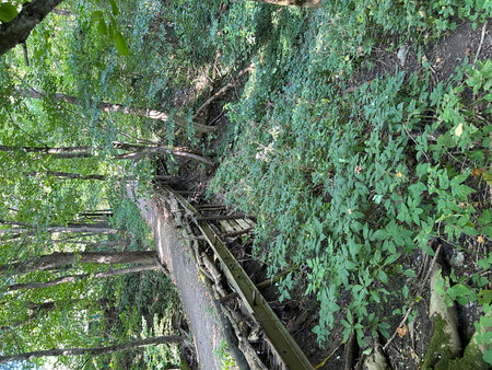 Old tree in the forest, closeup of photo, nature seriesの写真素材