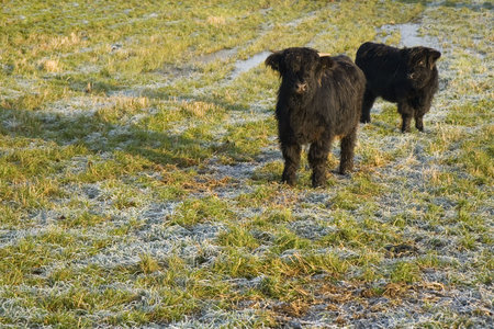 Higland Cattle in a field near Horsens, Denmarkの写真素材