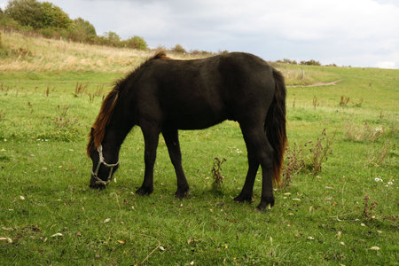 Horse in the Field at Brabrand near Aarhus, Denmarkの写真素材