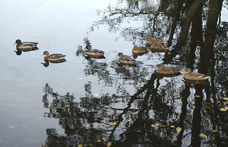 Ducks in a small lake at fall. Copy spaceの写真素材