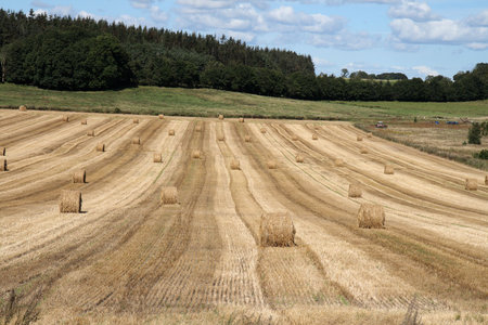 From a field at Djursland near Ebeltoft, Denmark