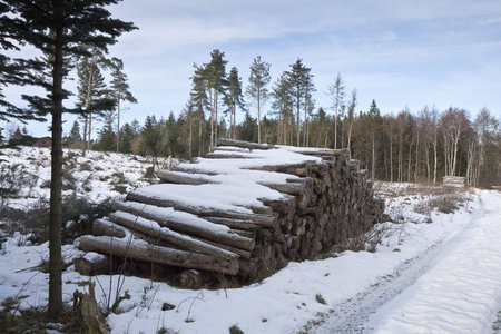 Timber in the snow in a forest near Skanderborg, Denmarkの写真素材