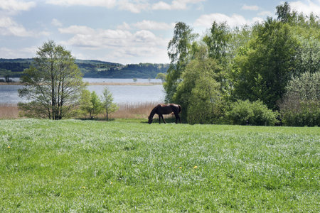 Brown horse at a lake near Silkeborg, Denmark. Can be used as backgroundの写真素材