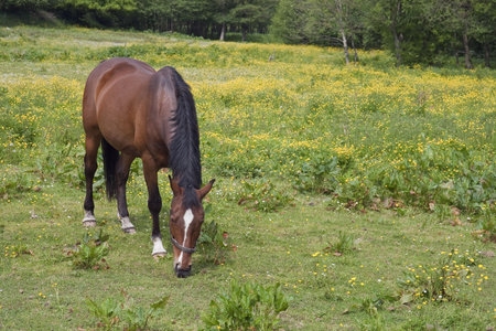 Grazing horse in a field with yellow flowersの写真素材